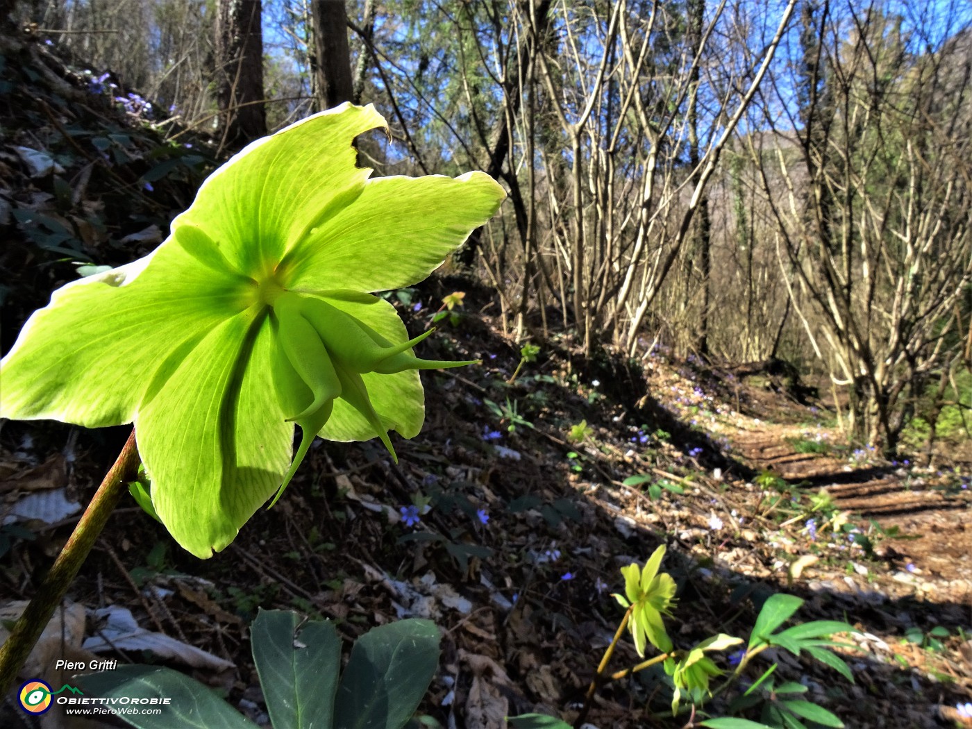 18 Helleborus niger (Ellebori) in fruttescenza.JPG